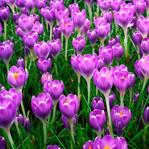 Barrs Purple